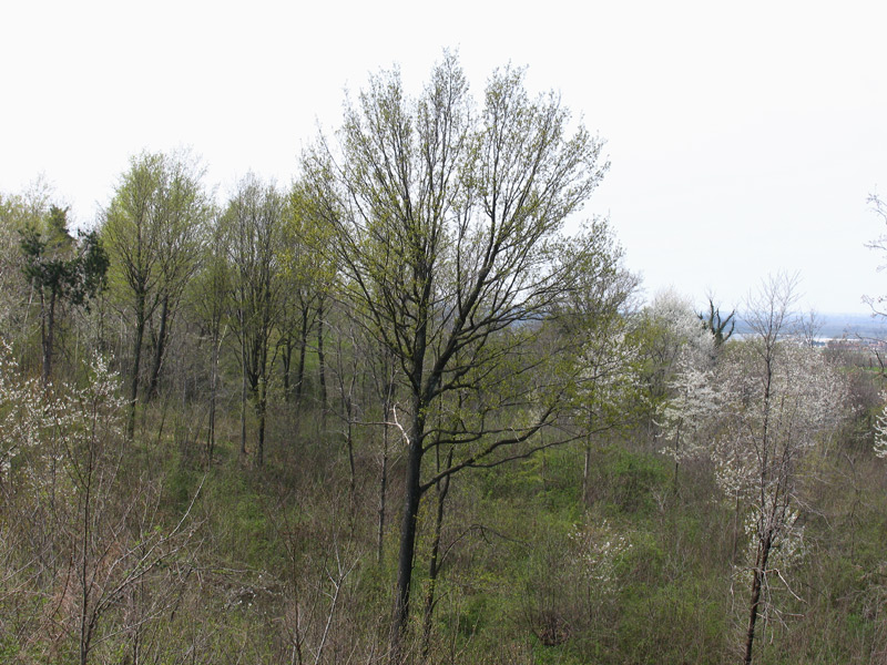  Image name: ciliegio selvatico.jpg 
 width: 800 pixel 
 height: 600 pixel 
 Size: 203483 bytes 
 Click to enlarge 